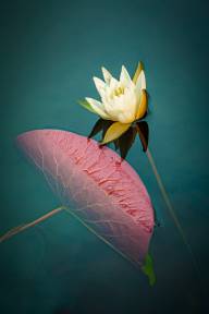 Isaza Angie Water lily