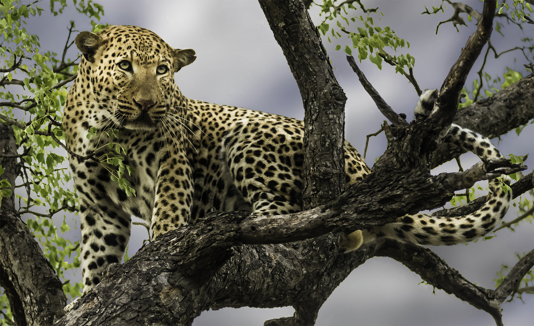 Francois_Dufresne_-_Leopard_de_Kapama.jpg
