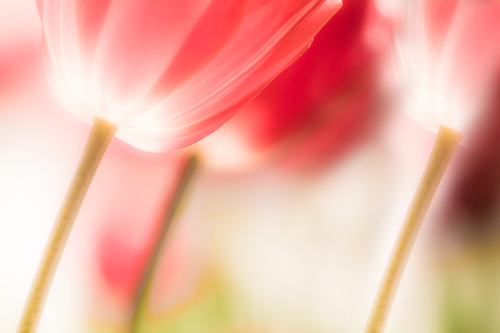 Nancy_Charlton_-_Les_trois_tulipes.jpg