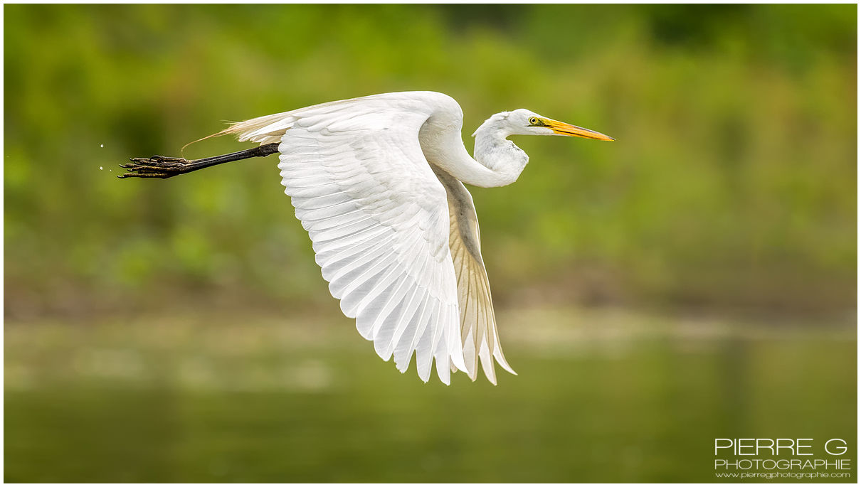 Giard Pierre Grande aigrette