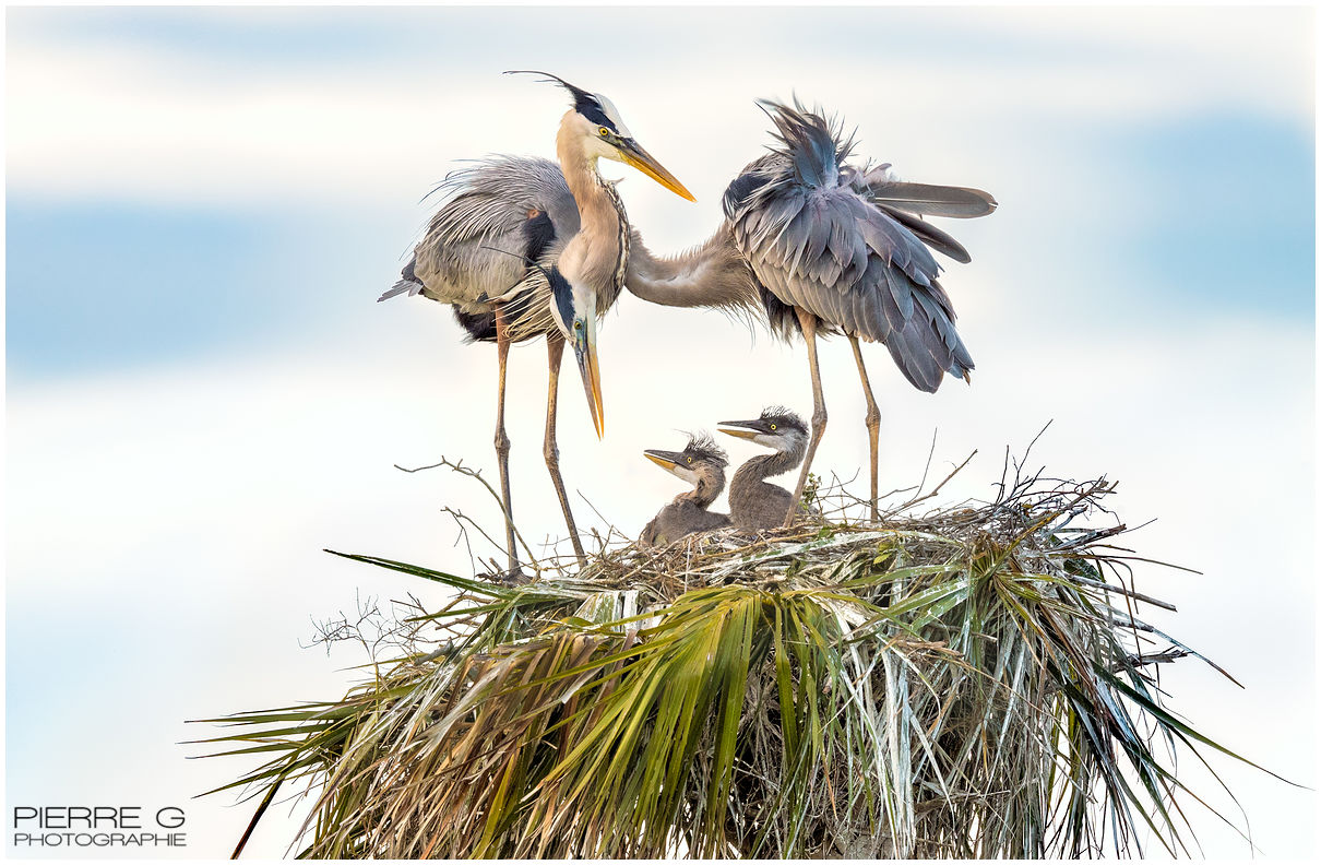 Giard Pierre Grands Herons