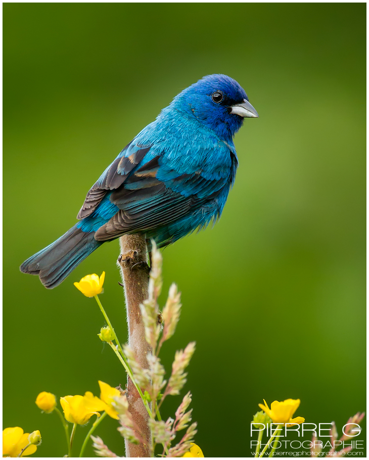 Giard Pierre Passerin indigo QC Oiseaux