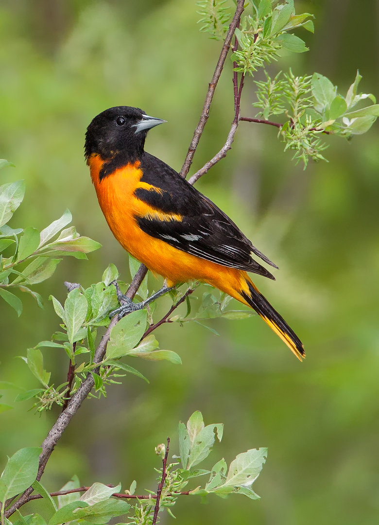 Giard Pierre Oriole de Baltimore