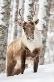 Bourgeault Chantale -- Caribou des bois