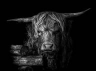 Meloche Marie-Claude -- Vache des hautes terres