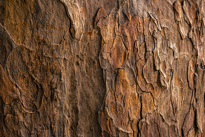 texture photography wood bark