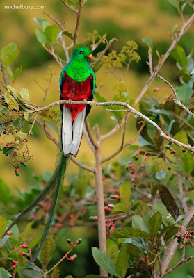 Quetzal mâle MBury fe copie web
