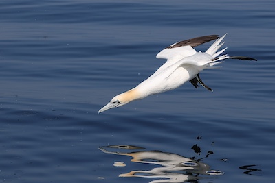 Fou de Bassan plongeon 4X6 25 8182 copie 2