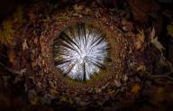 Bogdan Marin Nature