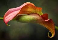 Diane Bérubé Nature