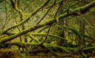 Pierre Bourgault Nature