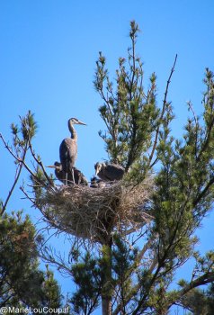 le sommet des herons Terrebonne