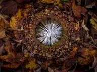 Marin Bogdan L oeil