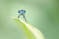 Bourgault Chantal La dame en bleue