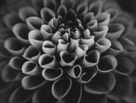Pilon Sylvie Volutes florales