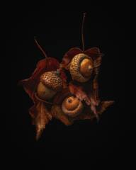 Rouillard Marcel Glands d automne