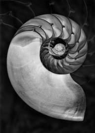 Berube Diane Sortir de sa coquille