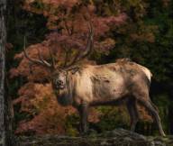 Boisjoly Pierre Imposant