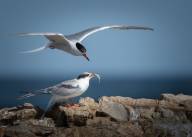 Chalut Carole L heure du repas