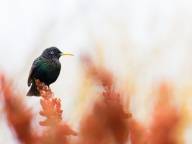 Desroches Alexandre Hate a l arrivee du printemps