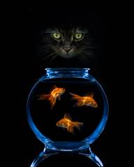 Langevin Dany L imposteur