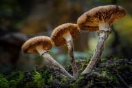 Boisjoly Pierre Pousser en nature