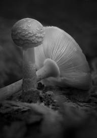 Chalut Carole Génération montante