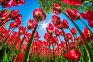 Langevin Dany Convergence florale