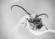 Bourgault Chantal Entre quatre yeux