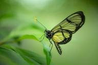 Chalut Carole-Le papillon transparent methona confusa