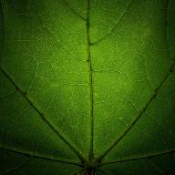 Desroches Alexandre Capillarité végétale