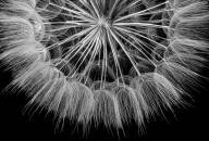 Langevin Dany Fragment