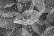 Langevin Dany Chevauchement