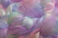 Langevin Dany Plumes pastel