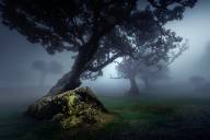 Chalut Carole La foret enchantée