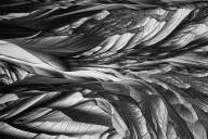 Berube Diane Mille feuilles