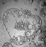 Tonietto Pierre Le coeur a ses raisons