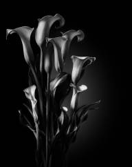 Langevin Dany Dans la pénombre