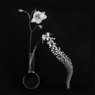 Lavoie Raymond Elegante